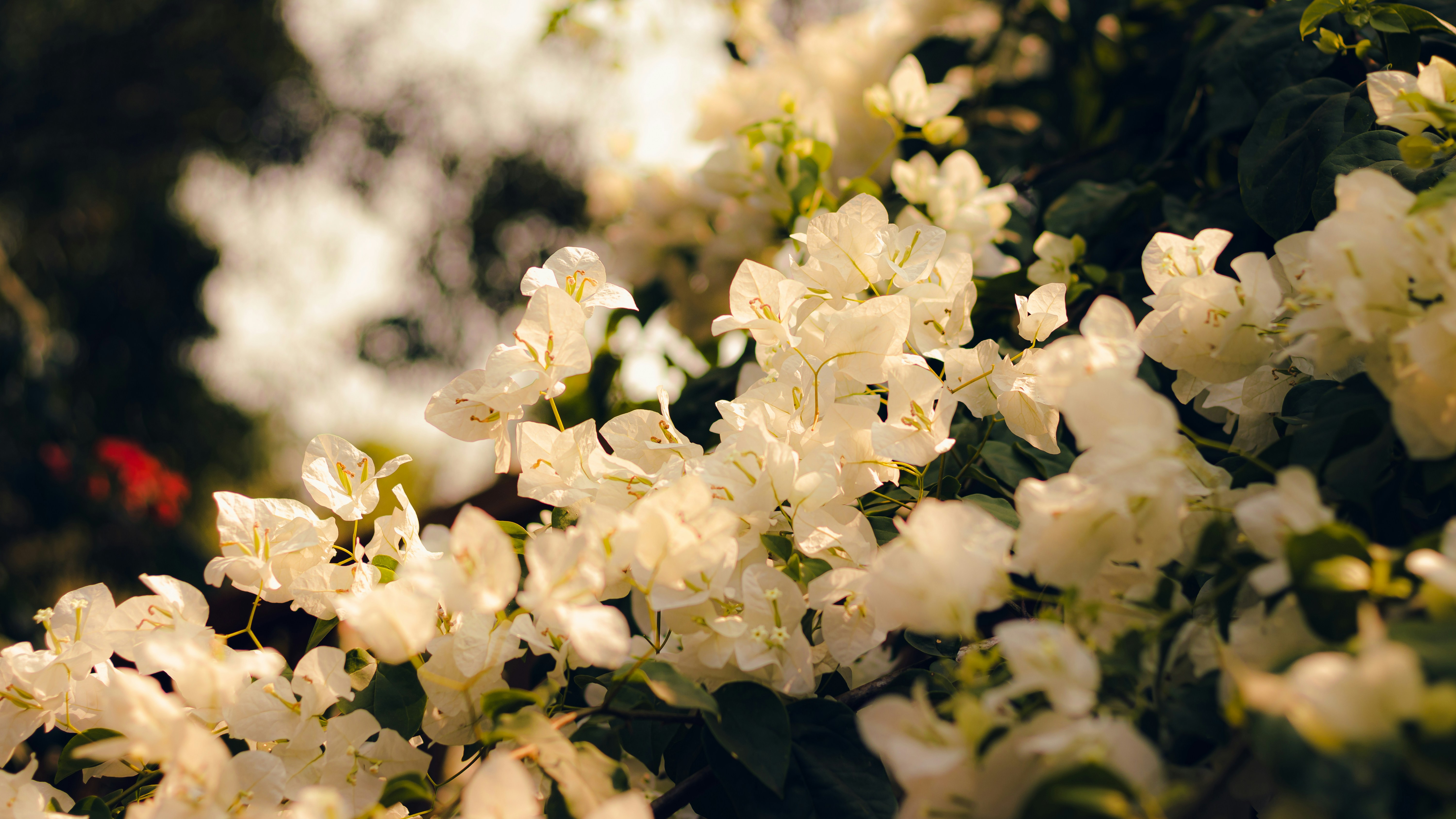 Photo by dhilipantony