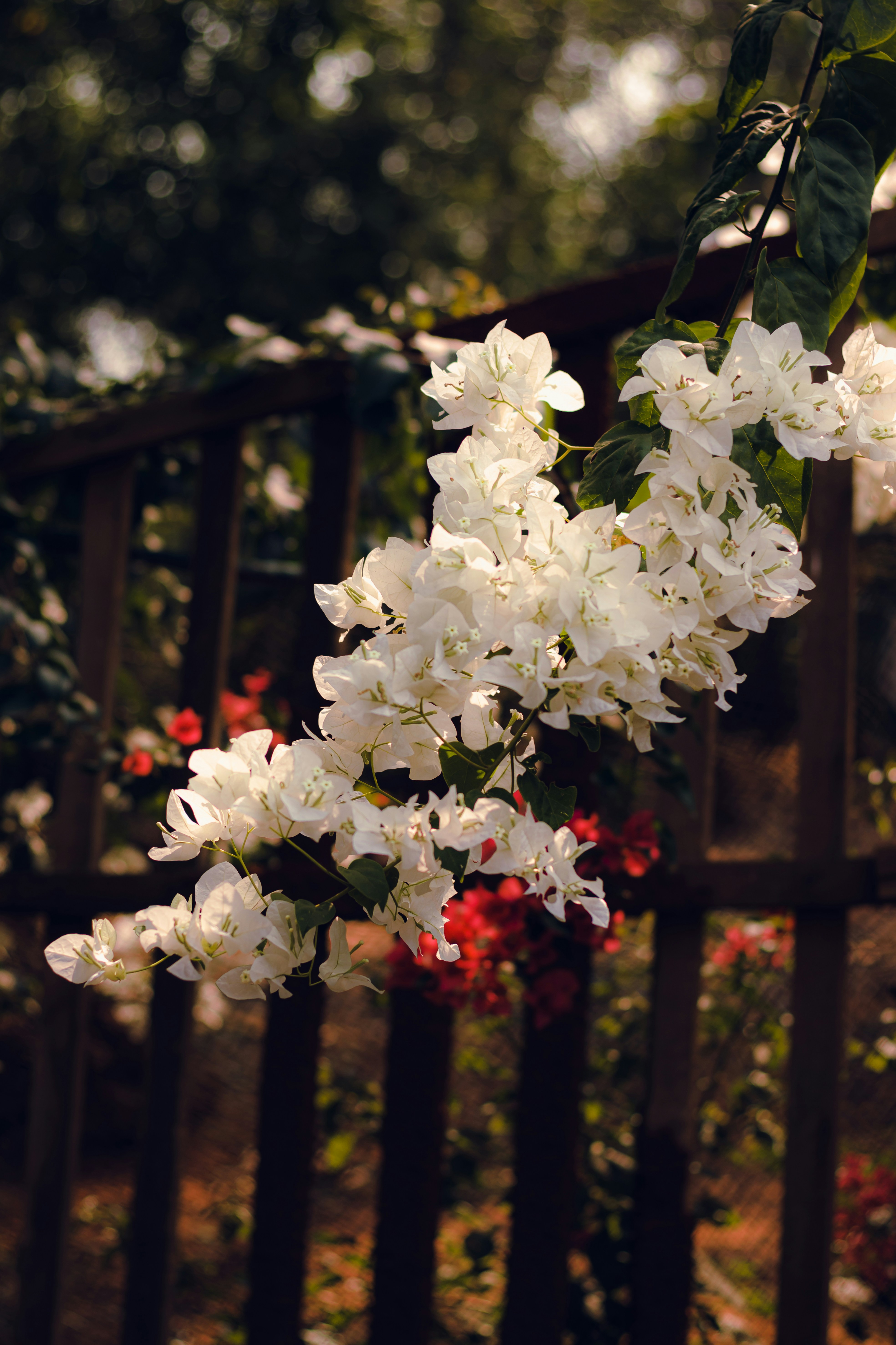 Photo by dhilipantony