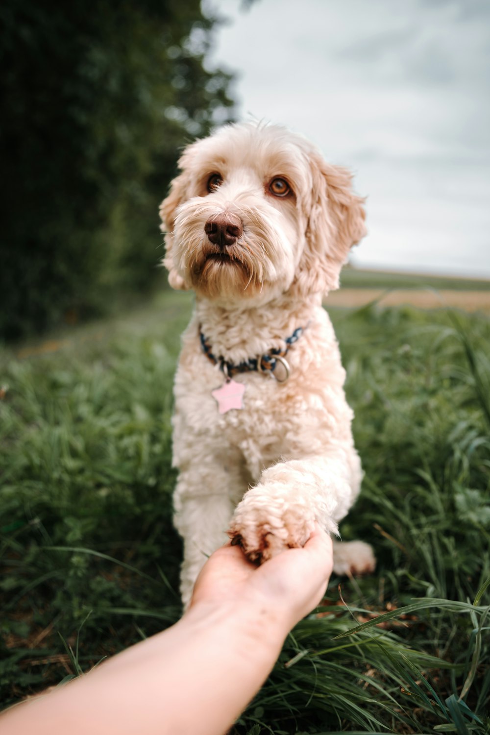 a dog sitting on a person's hand