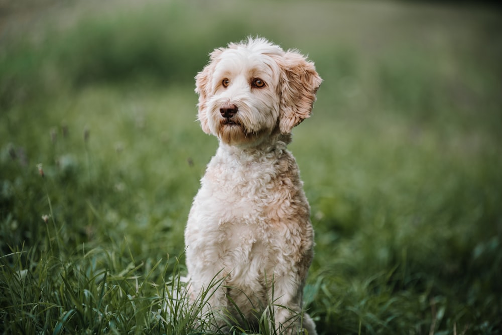 a dog standing in a grassy area