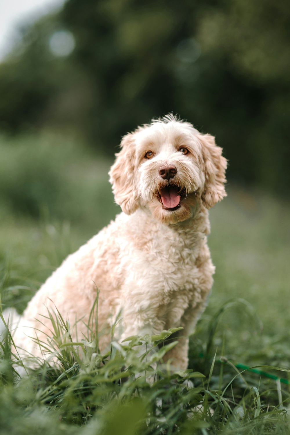 a dog standing in grass