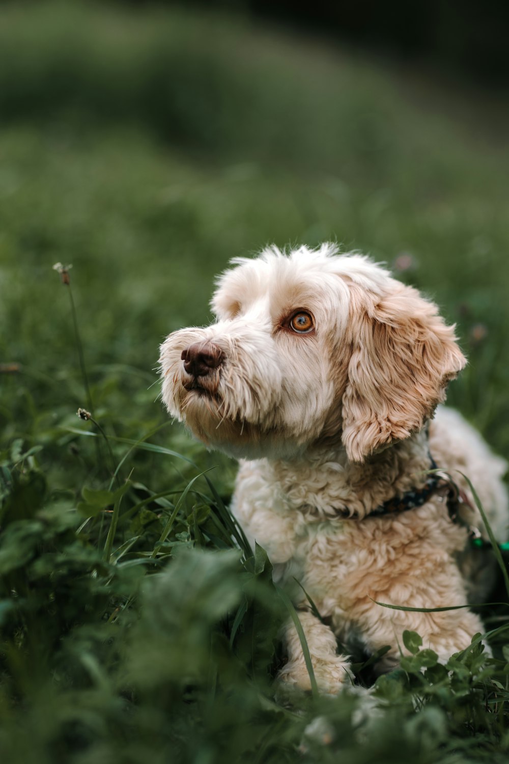 a dog in the grass