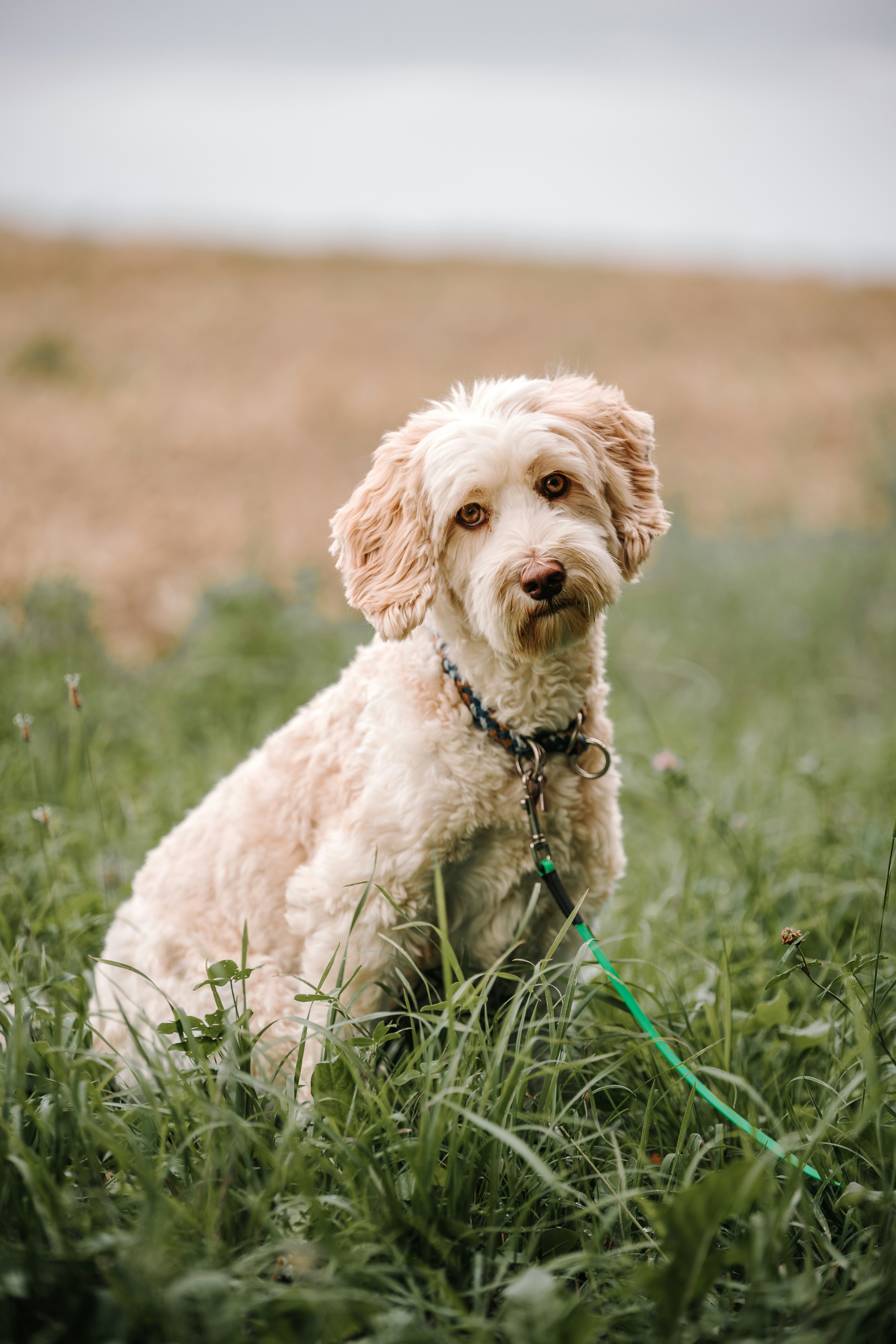 Photo by janoschphotos