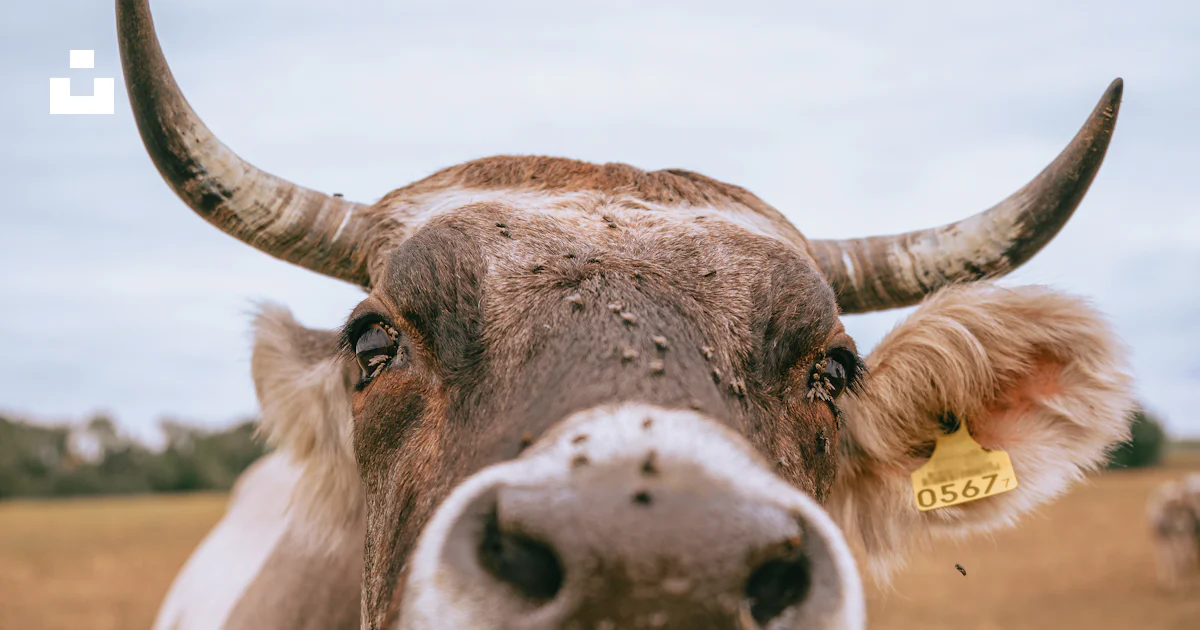 角のある牛の写真 – Unsplashの動物の無料画像 角のある牛の写真 – Unsplashの動物の無料画像