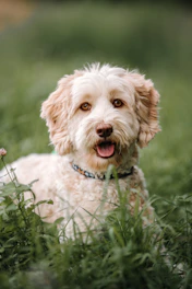 a dog in a field