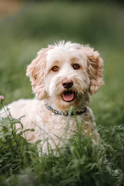 a dog in a field