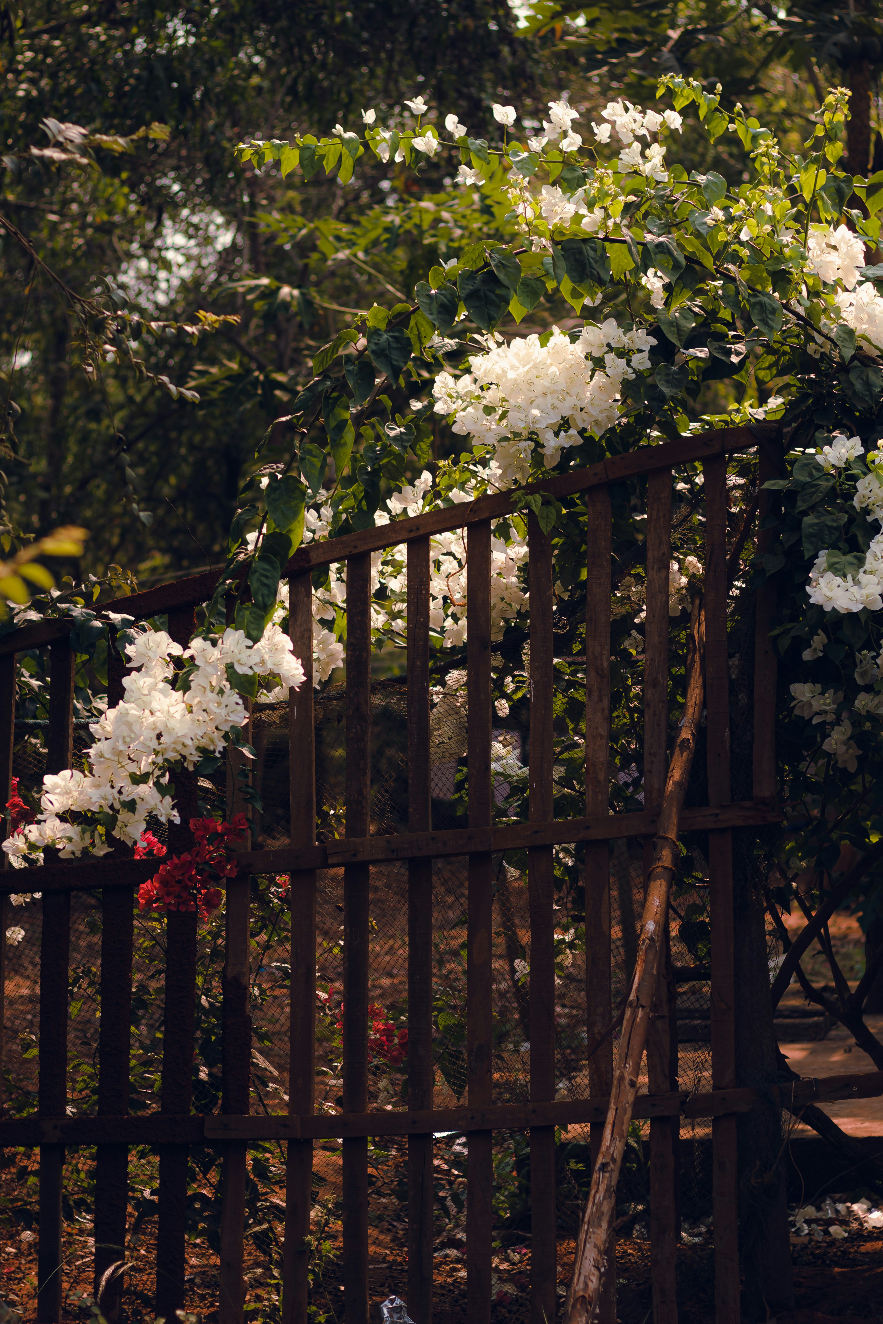 Photo by dhilipantony