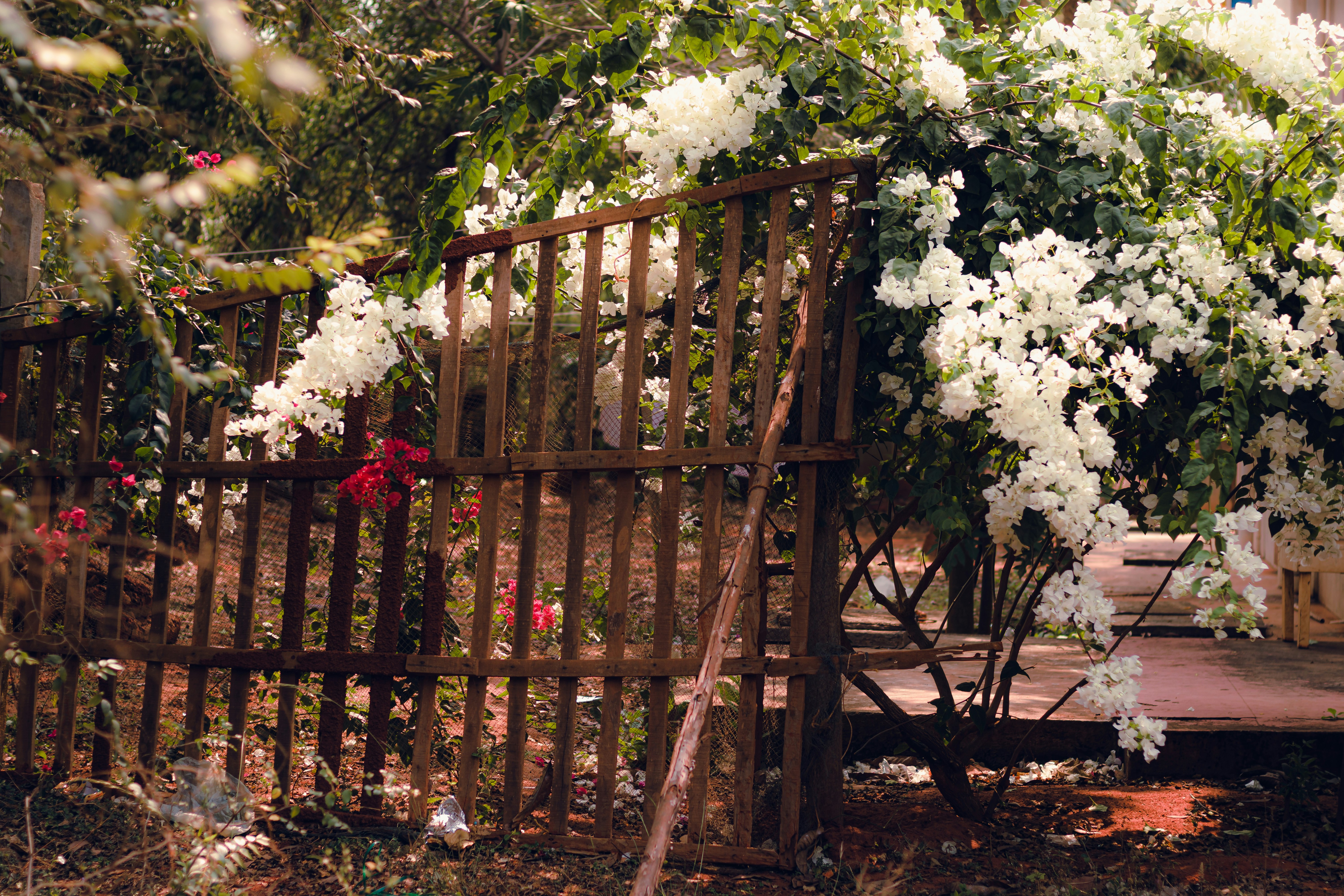 Photo by dhilipantony