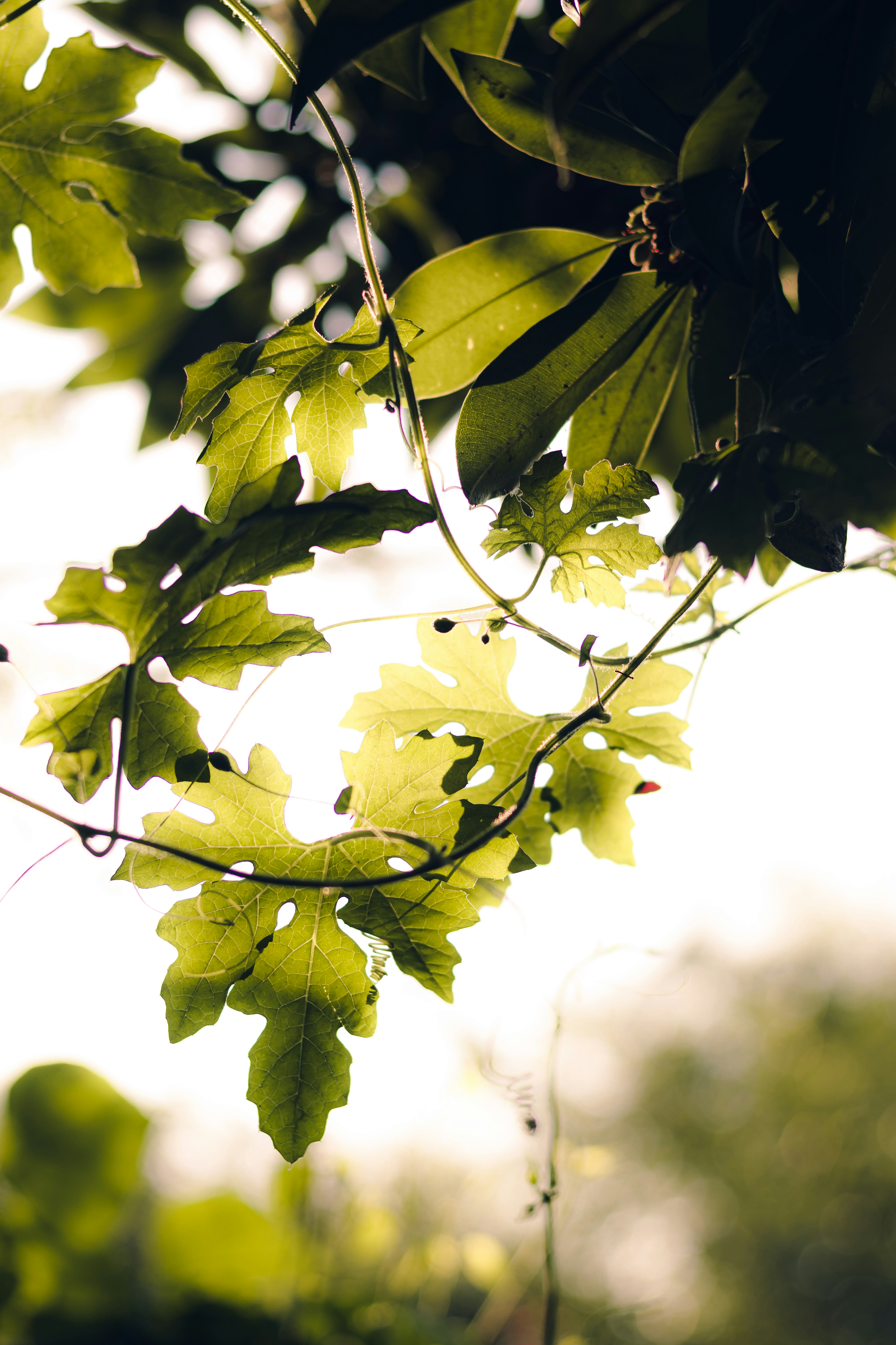 Photo by dhilipantony