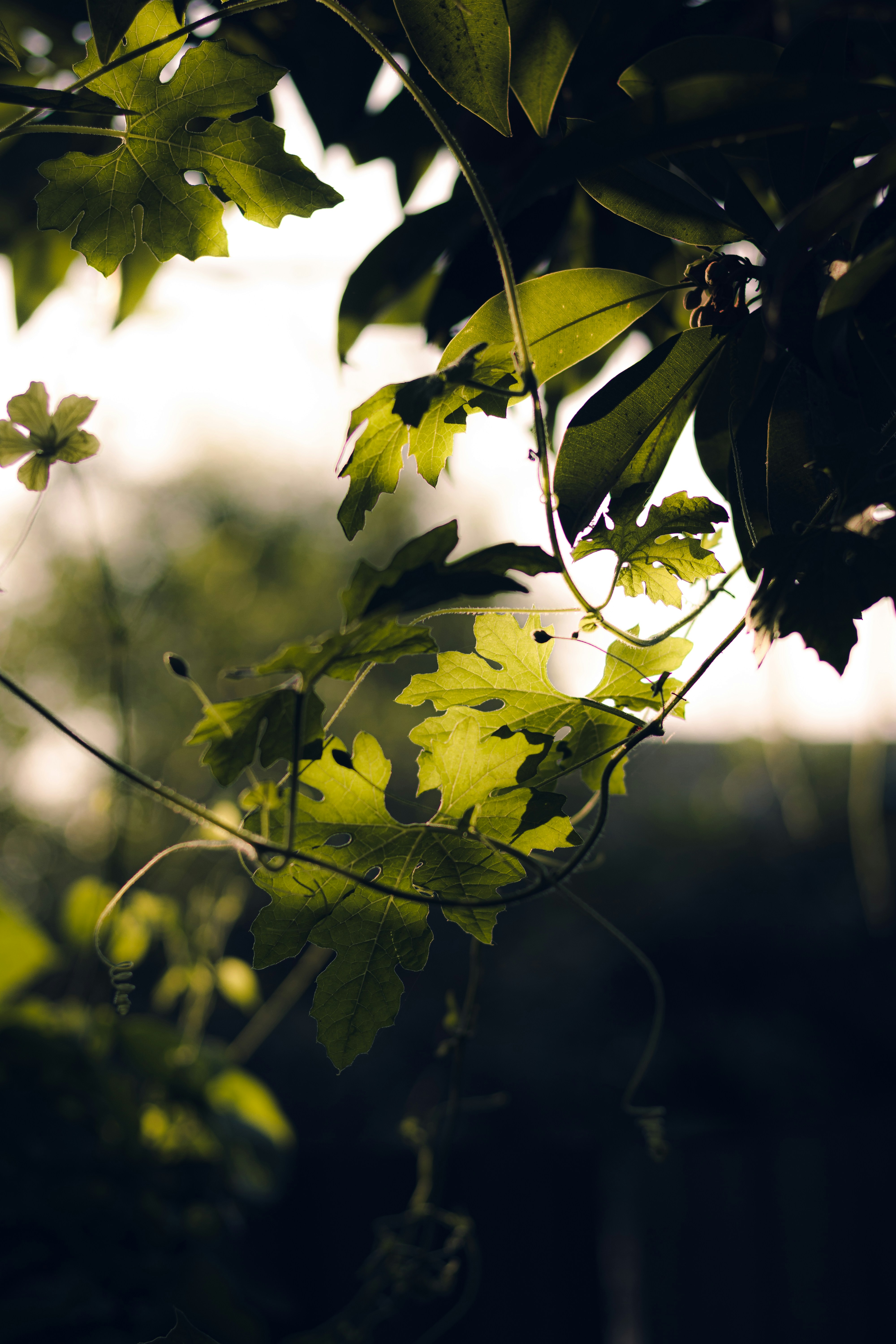 Photo by dhilipantony