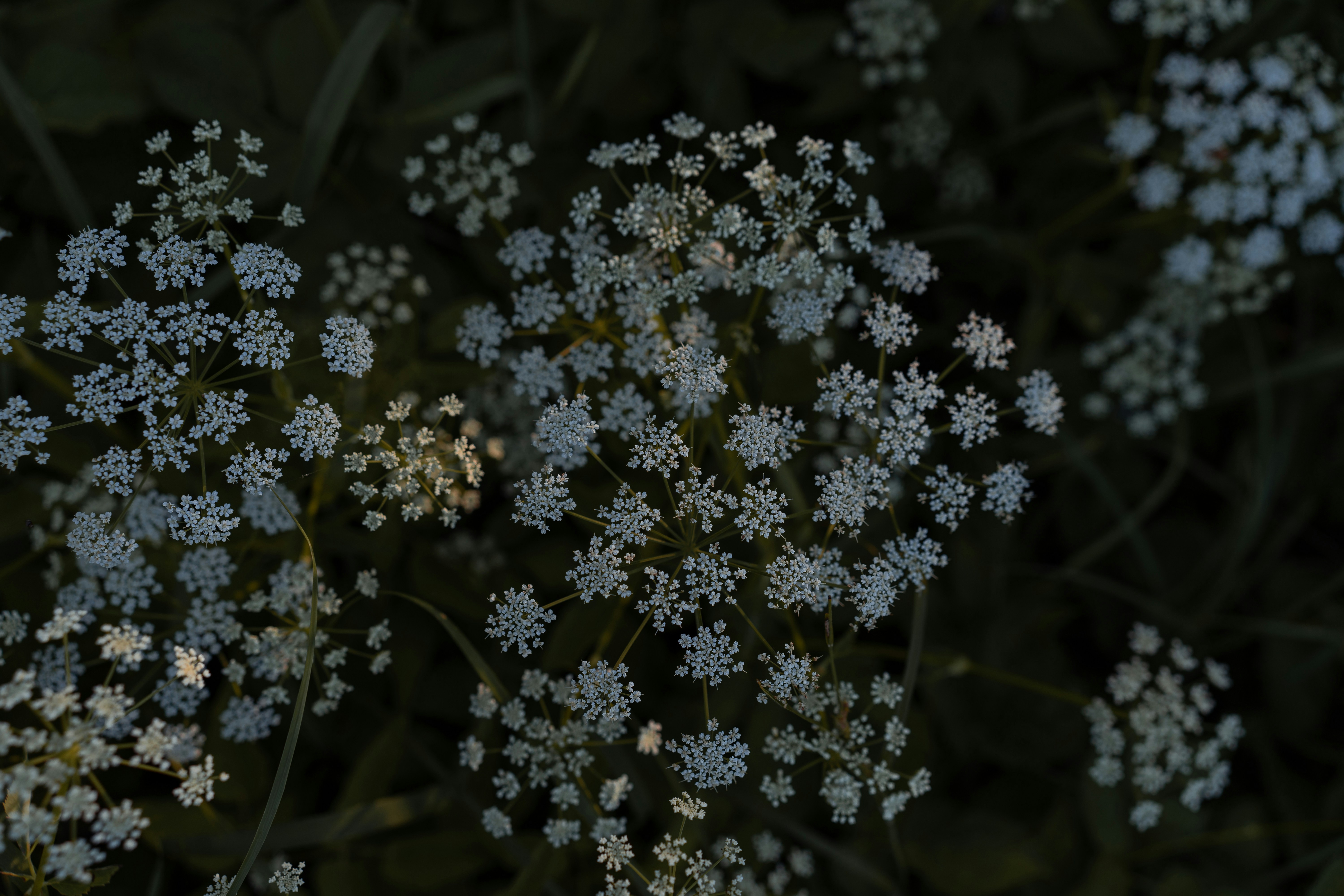 a close up of white flowers