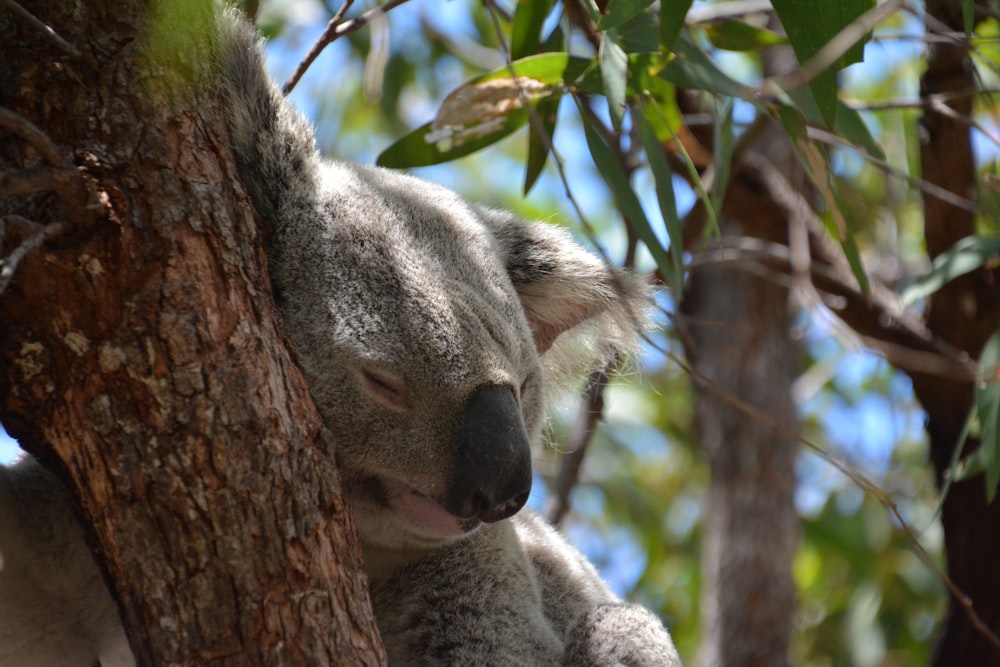 a koala bear sleeping in a tree