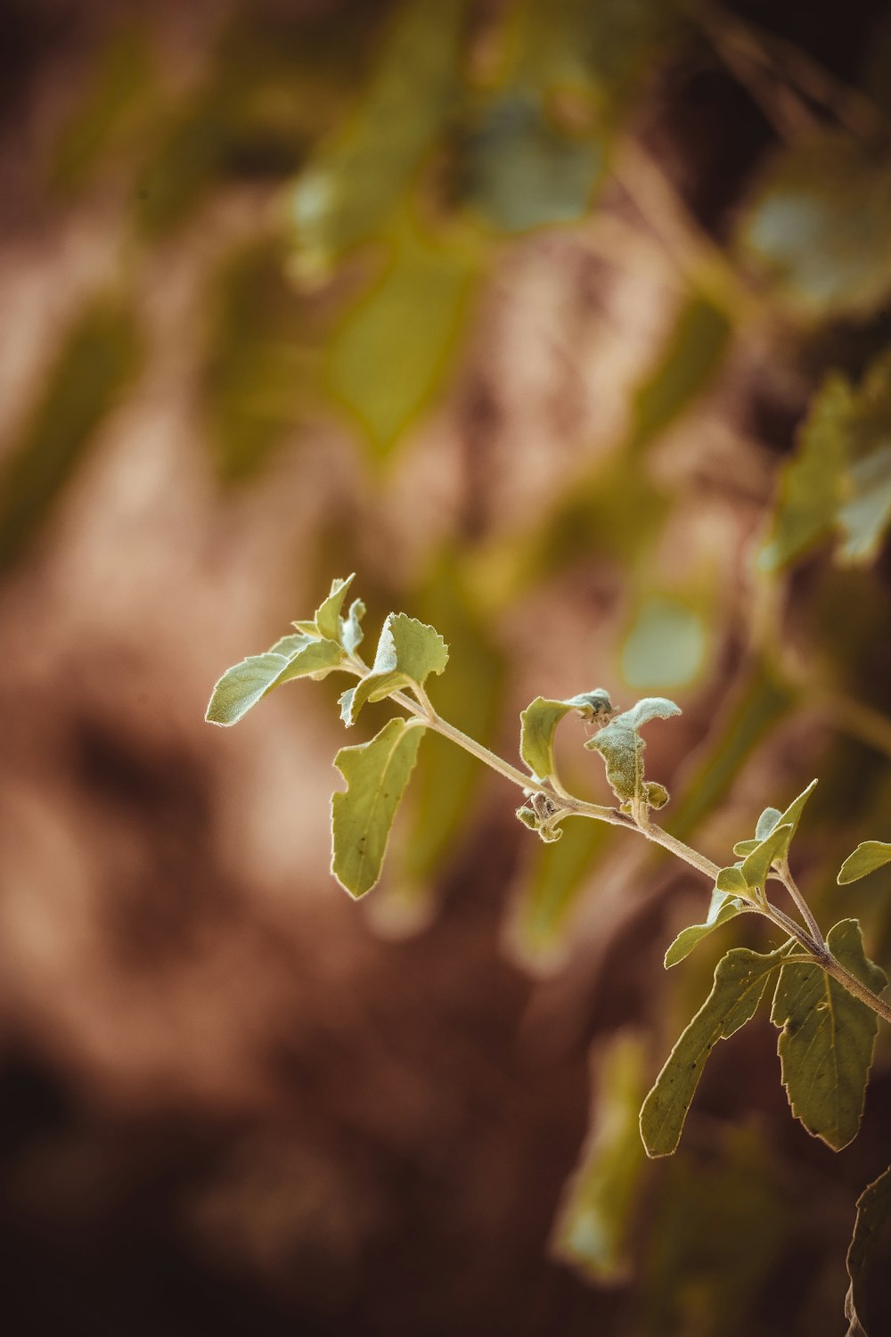 a close up of a plant