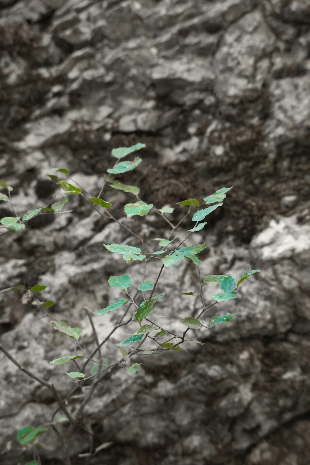 a plant growing out of the ground