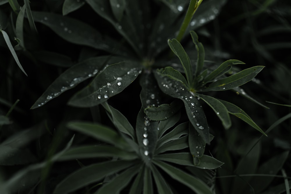 a plant with water droplets on it
