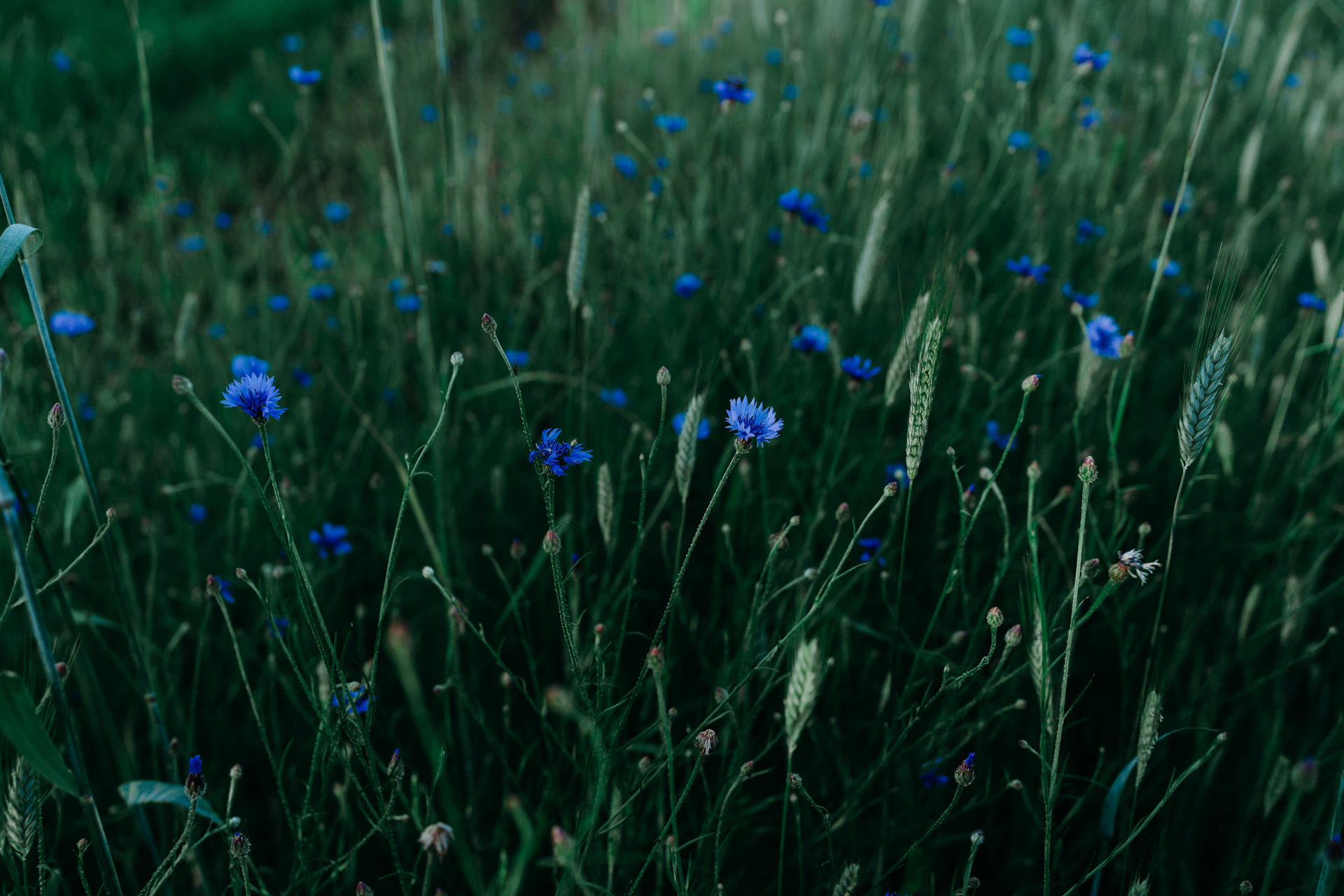 a field of blue flowers