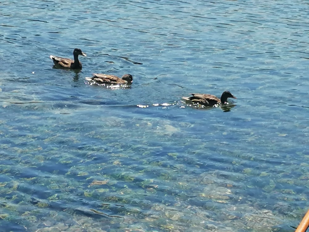 ducks swimming in water