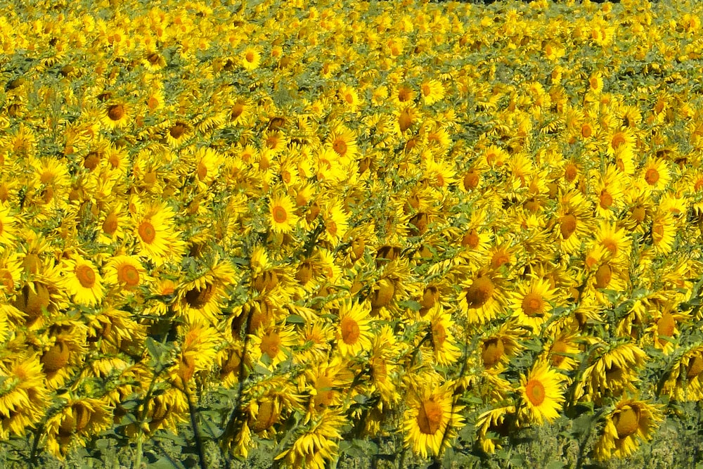 a field of yellow flowers