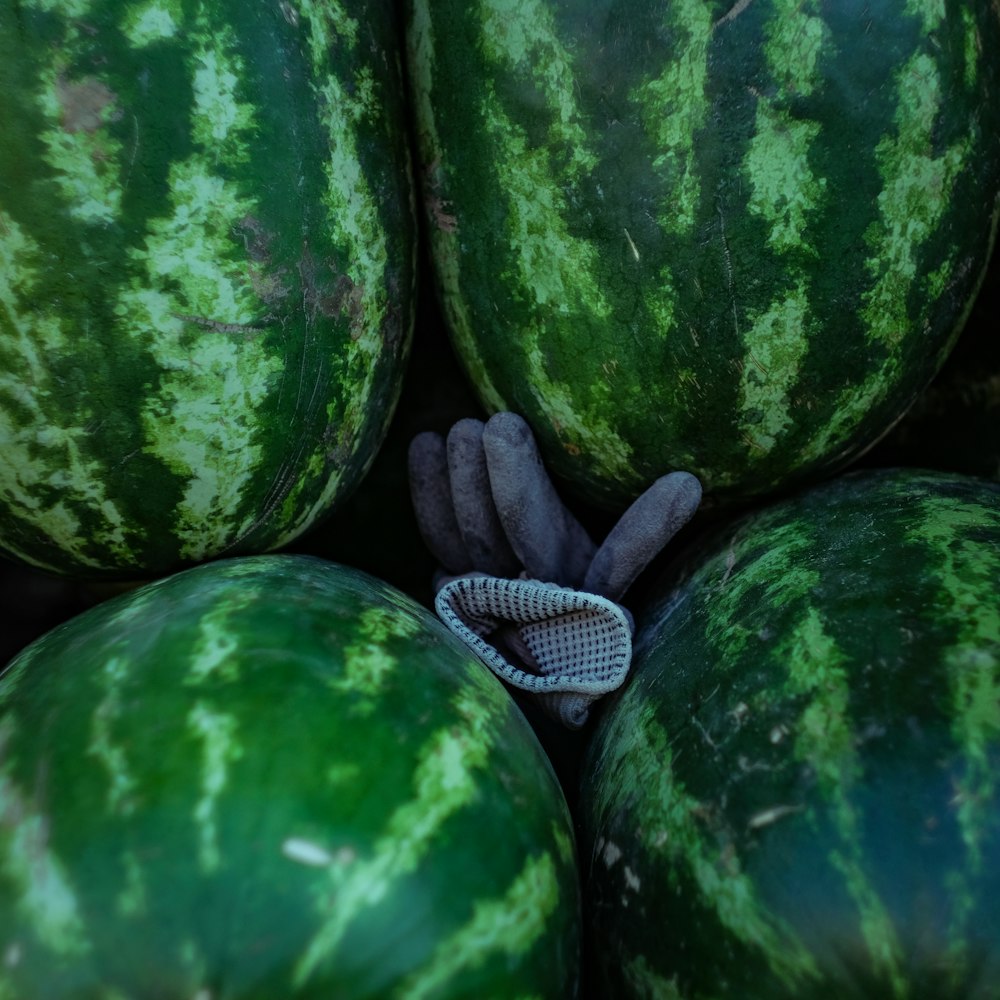 Eine Schlange in einer Wassermelone