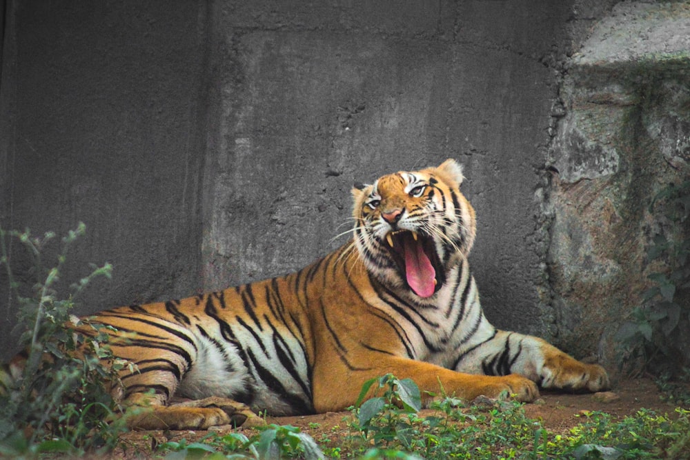 a tiger lying on the ground
