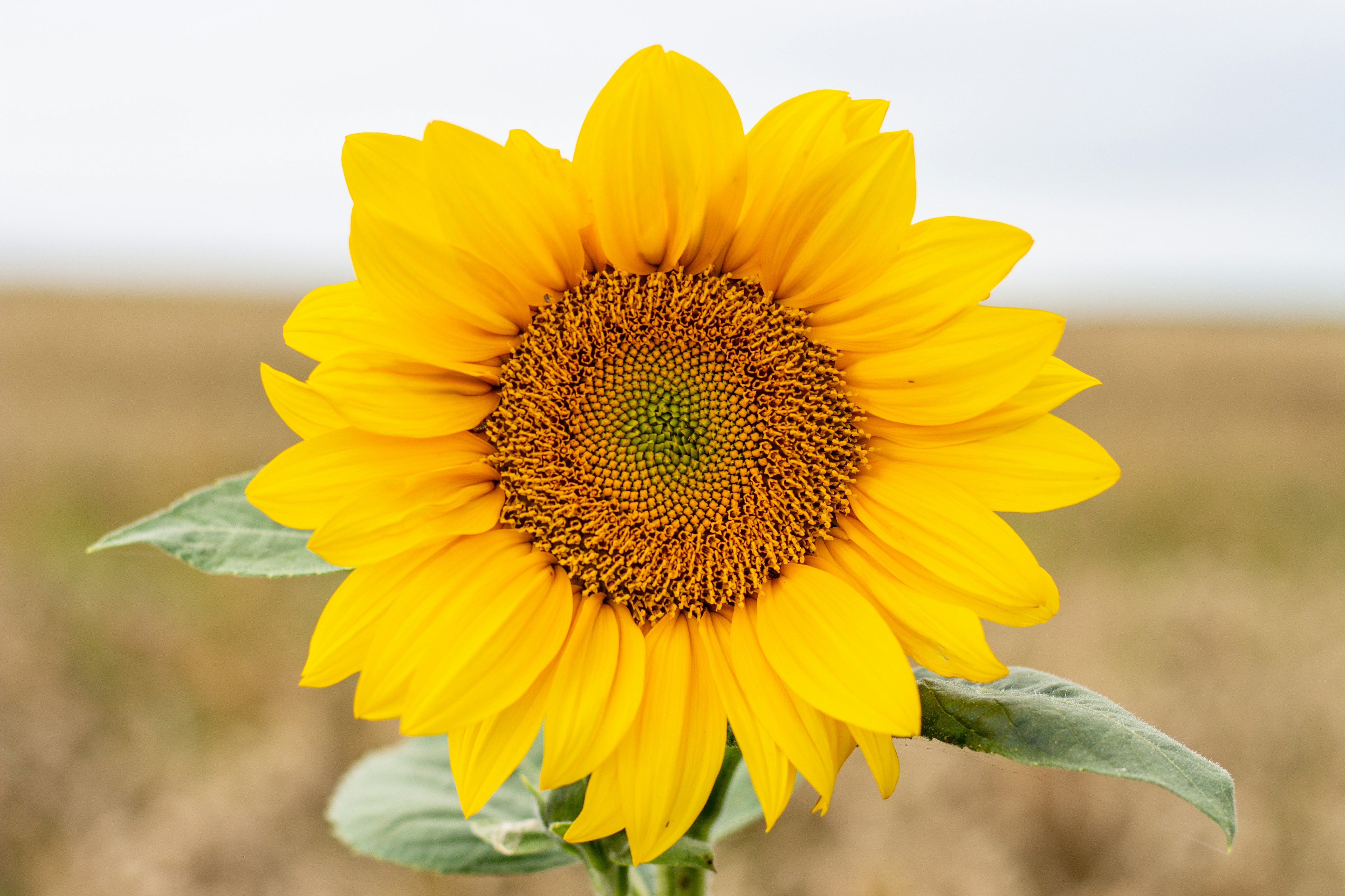 Photo by viktorsmoliak