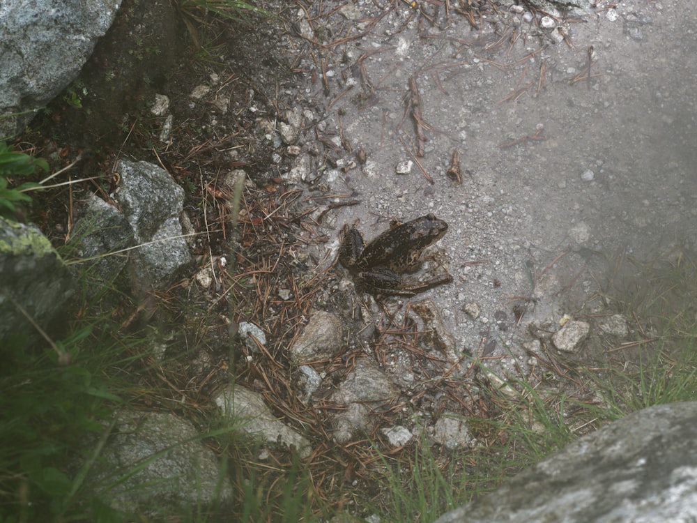 a frog on a rock