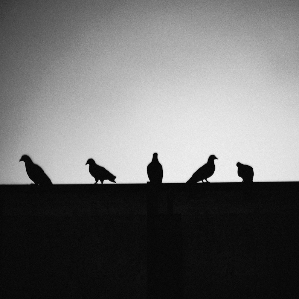 a group of birds on a roof
