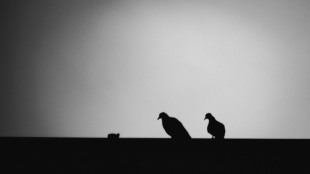 birds on a roof