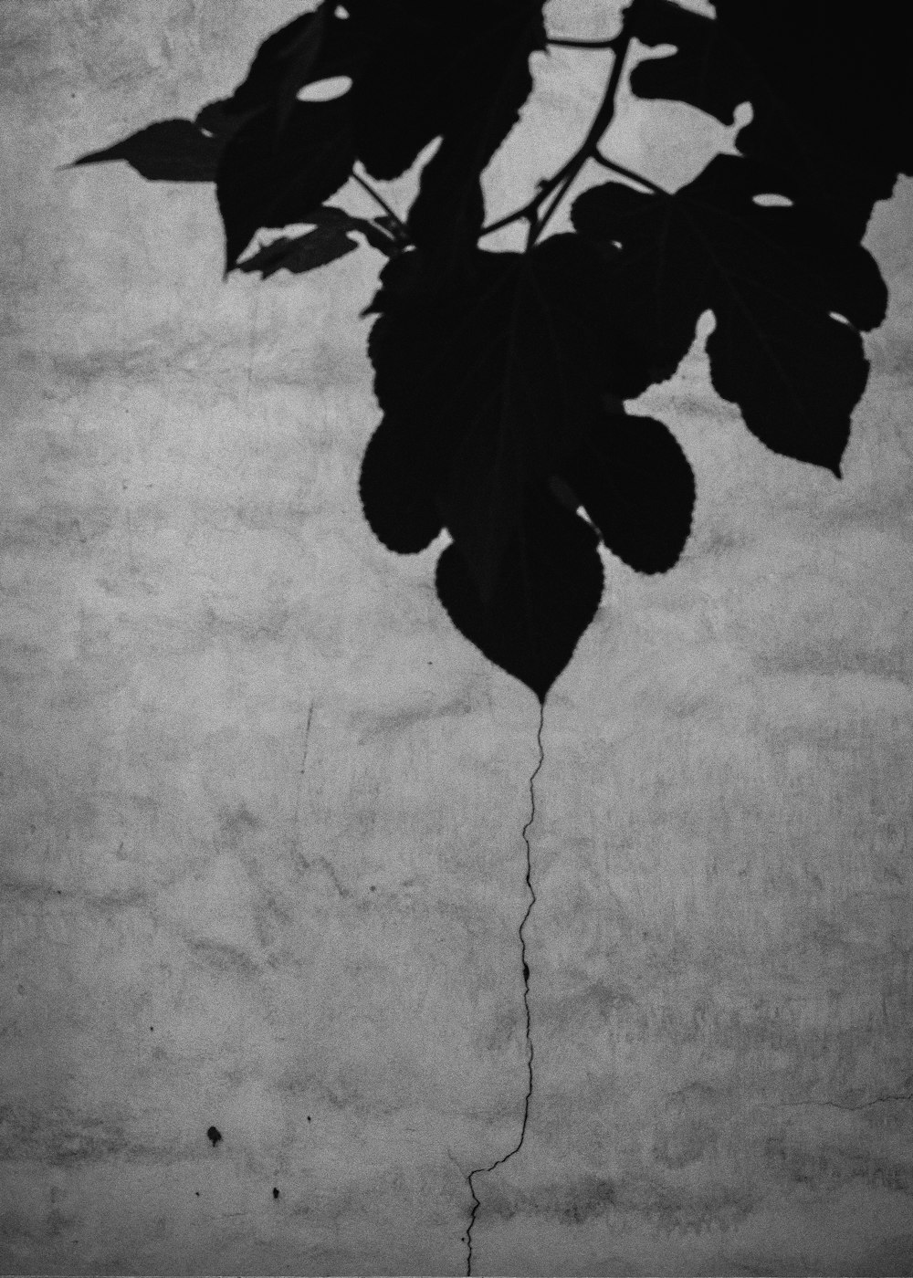 a black and white photo of a flower