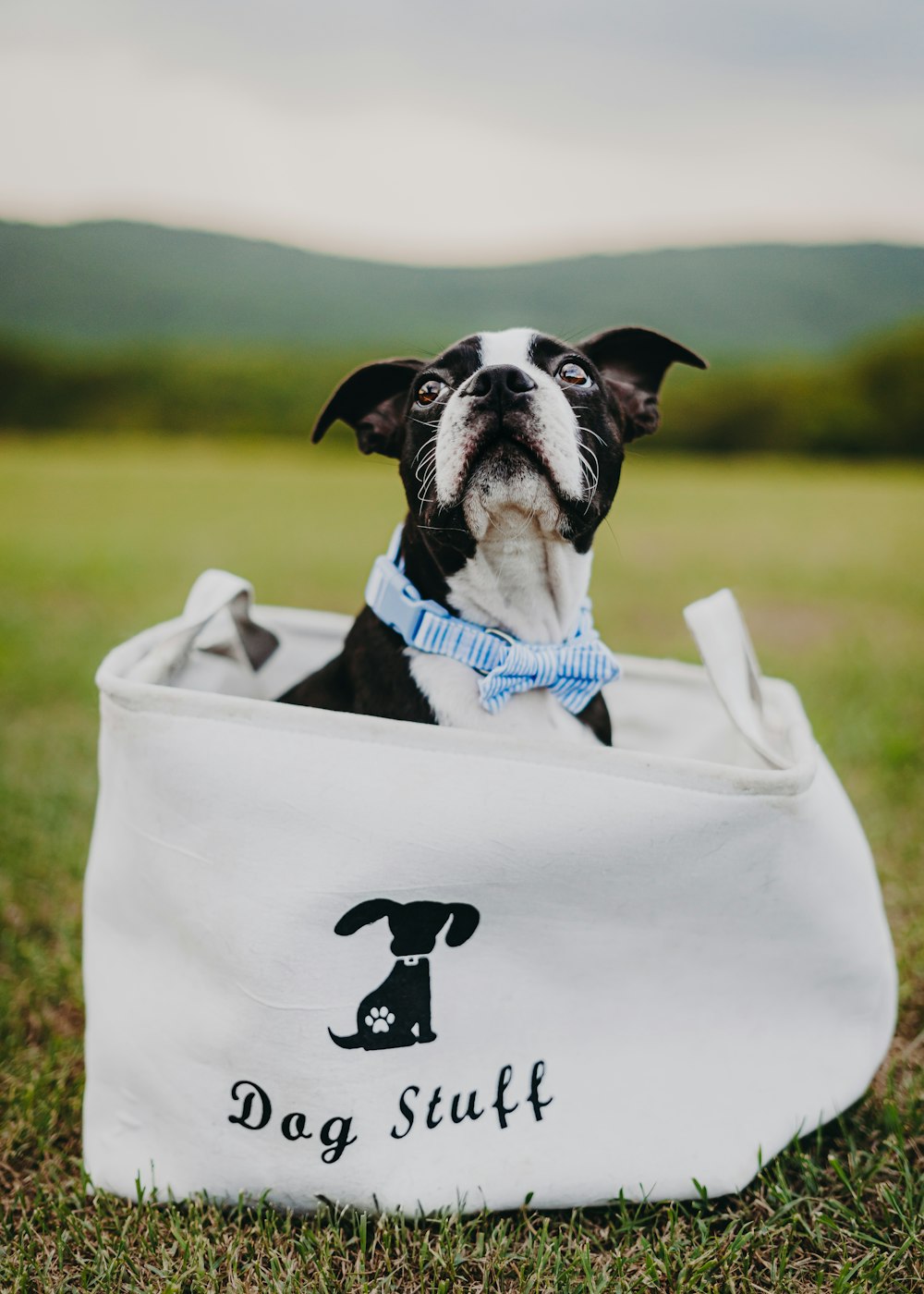 a dog in a white box