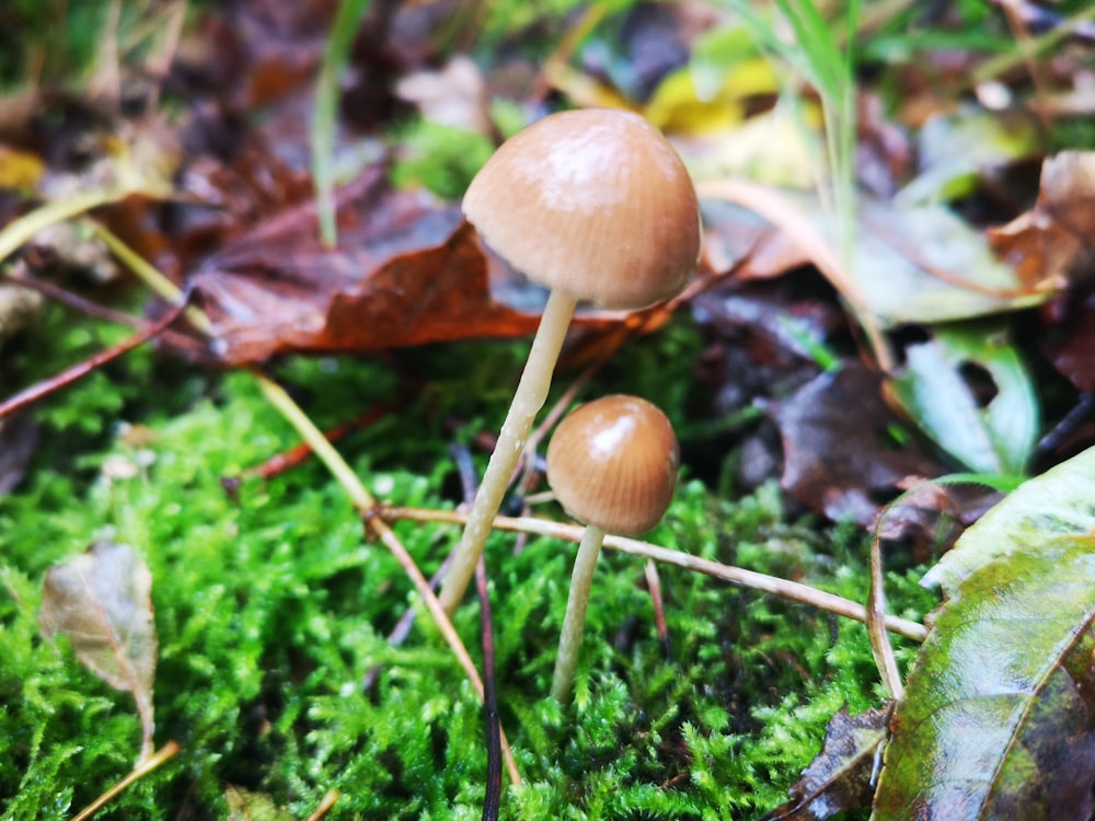 a close up of a mushroom