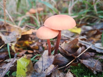 a mushroom growing in the woods