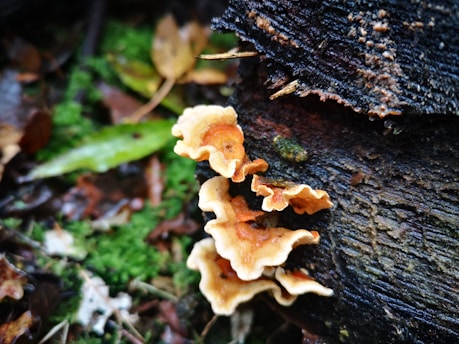 a close up of a mushroom