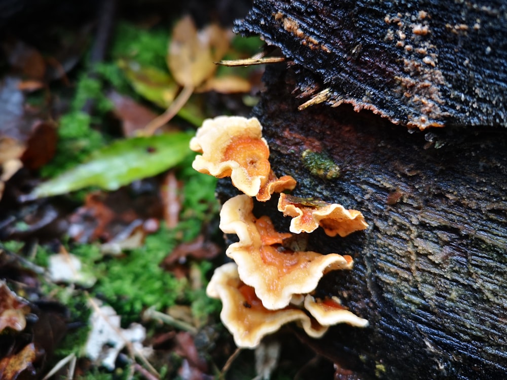 a close up of a mushroom