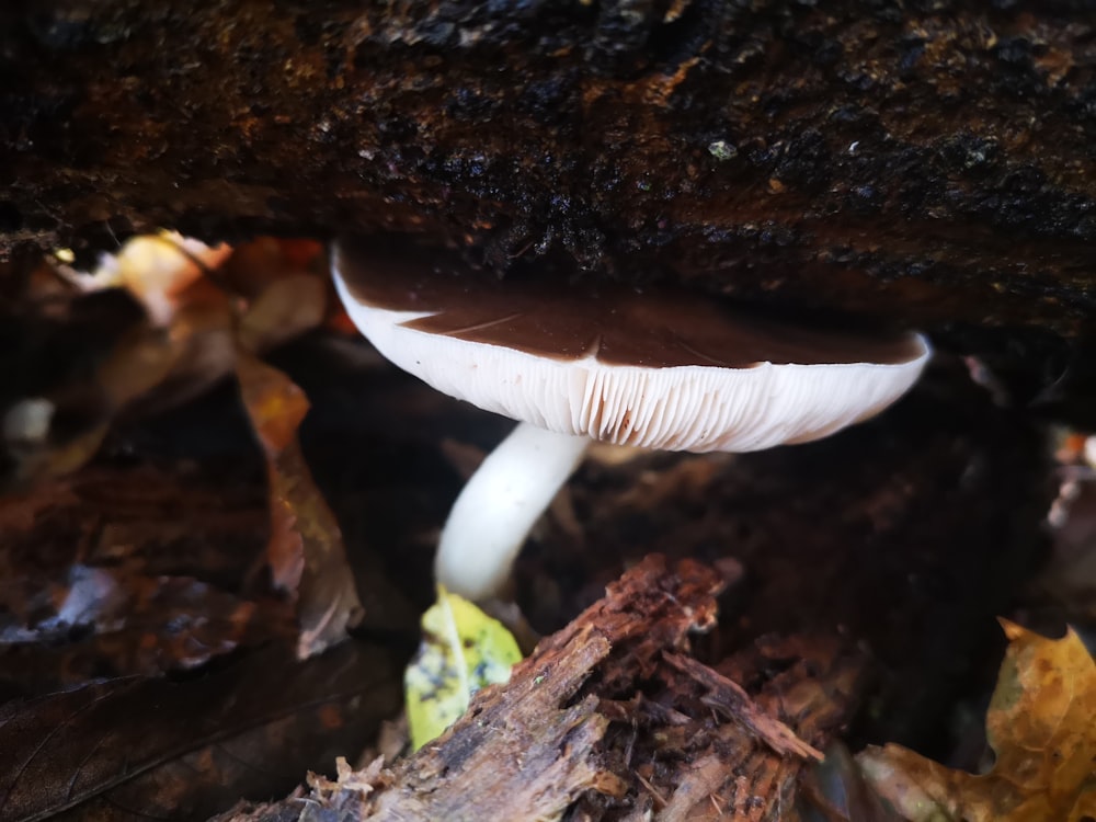 a white mushroom growing out of the ground