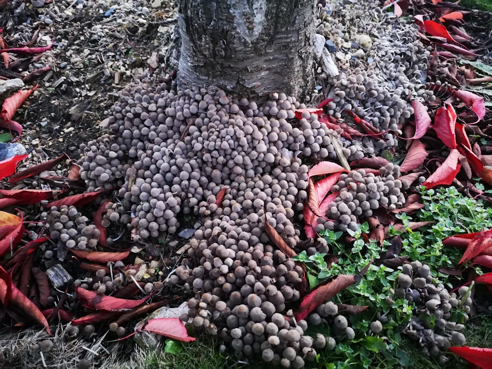 a pile of rocks and plants