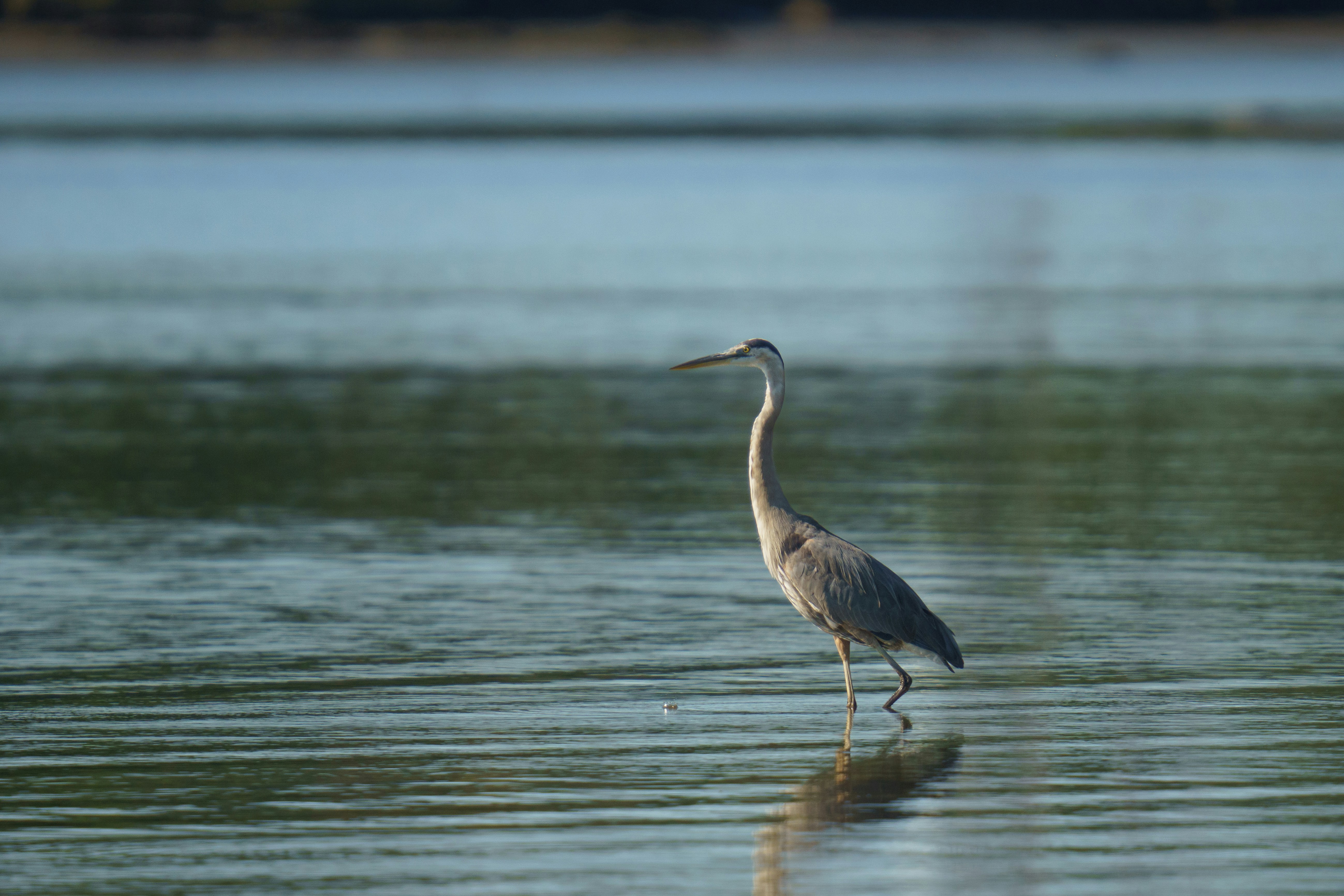 Photo by navinhardyal