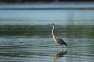 Close-up of a heron standing gracefully near the water’s edge during a kayak tour.