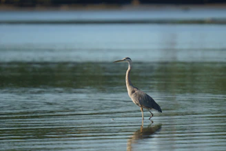 Close-up of a heron standing gracefully near the water’s edge during a kayak tour.