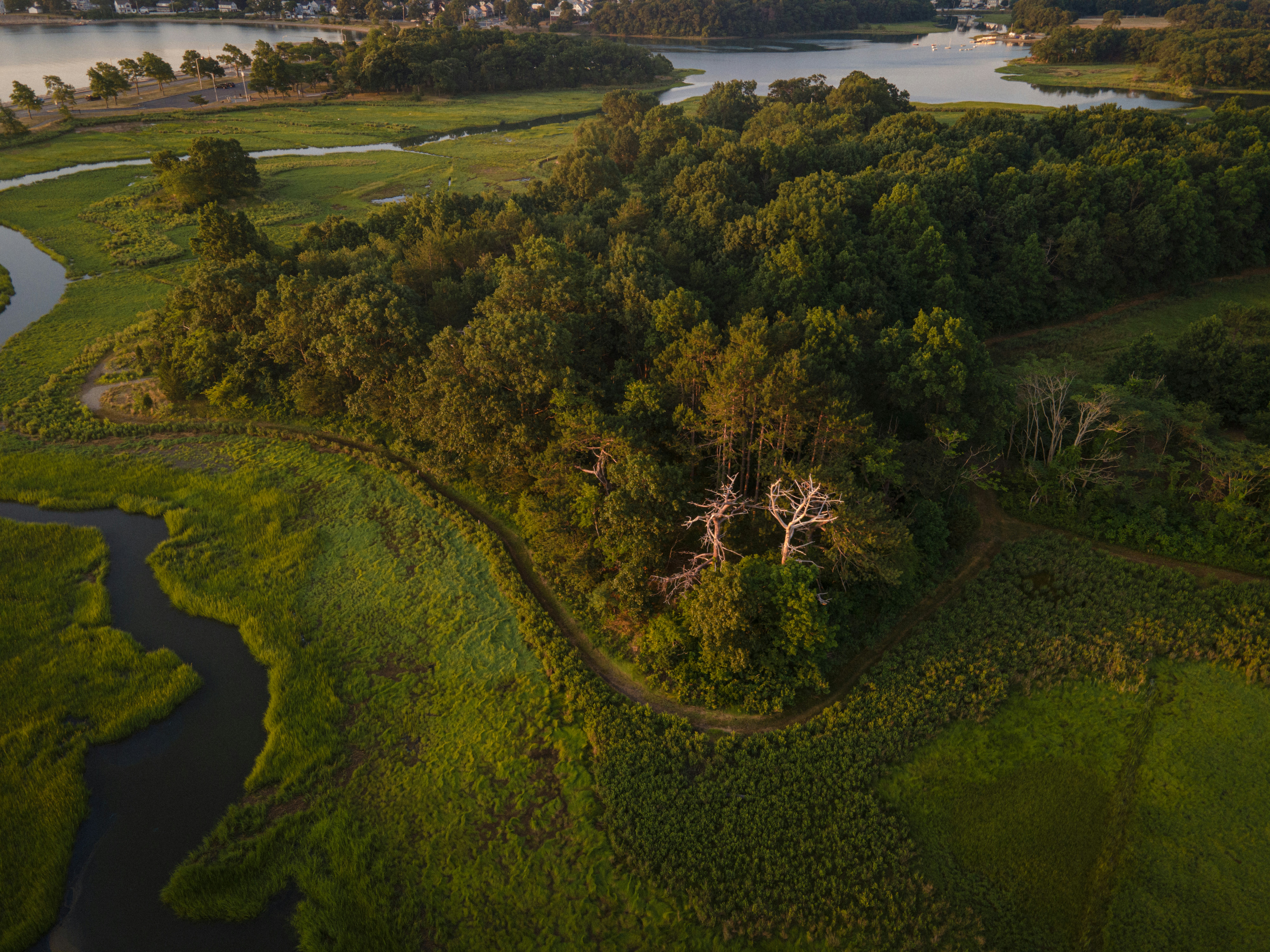 a landscape with trees and grass