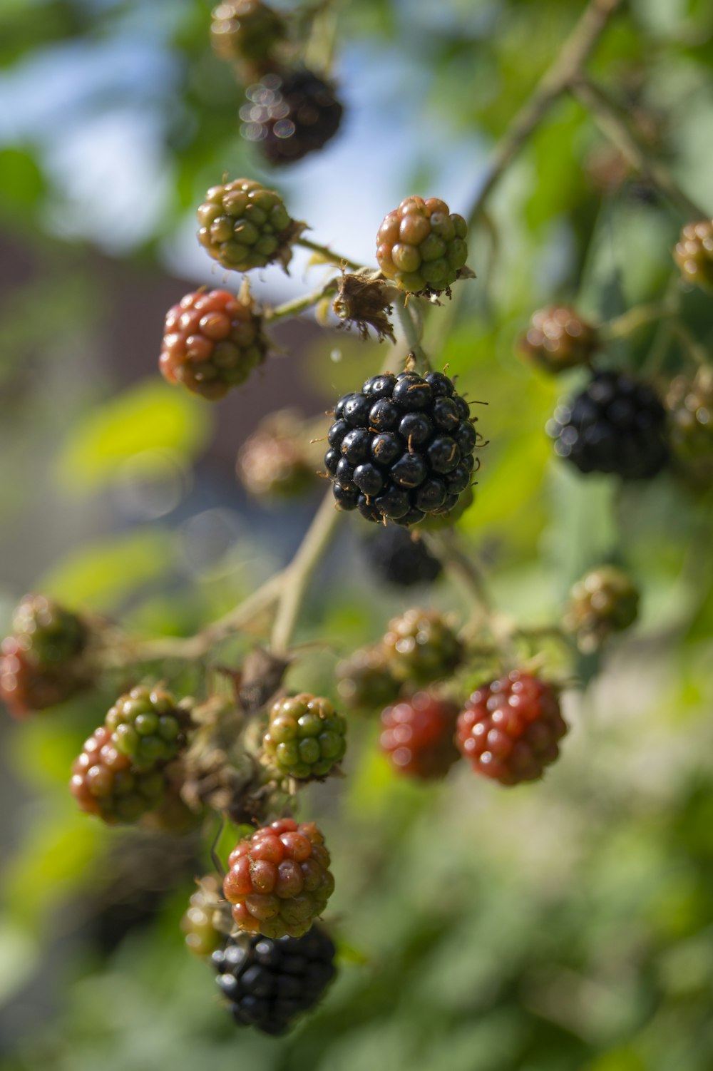 close up of berries