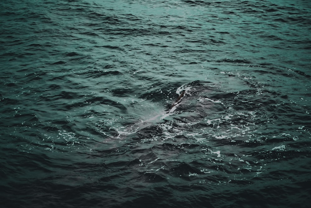 Una balena nell'acqua