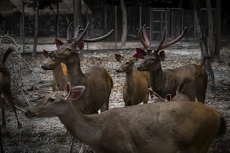A group of deer with varying sizes and antler shapes stands together on a forest floor covered with leaves and branches. The background features a fenced area with trees surrounding the animals, giving the impression of a nature reserve or similar environment.