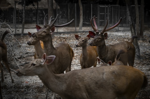 A group of deer with varying sizes and antler shapes stands together on a forest floor covered with leaves and branches. The background features a fenced area with trees surrounding the animals, giving the impression of a nature reserve or similar environment.