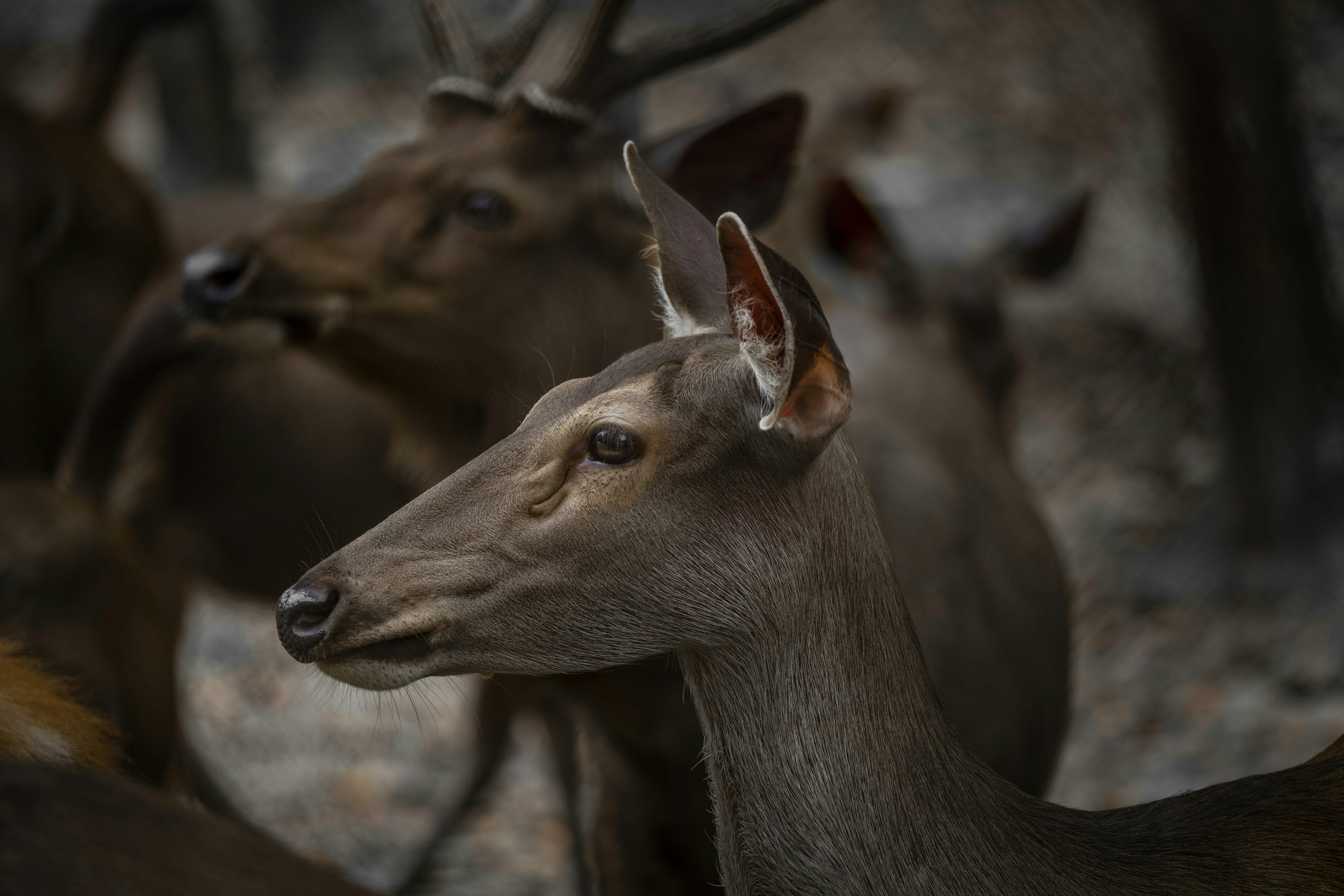 A group of deer photo Free Cambodia Image on Unsplash