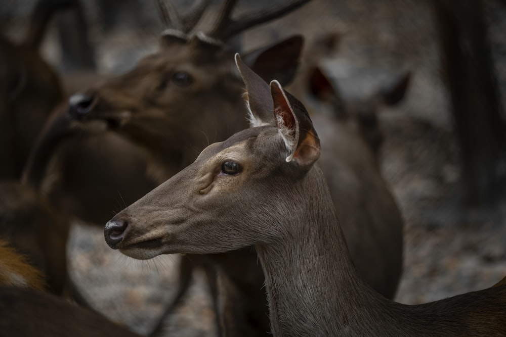 a group of deer