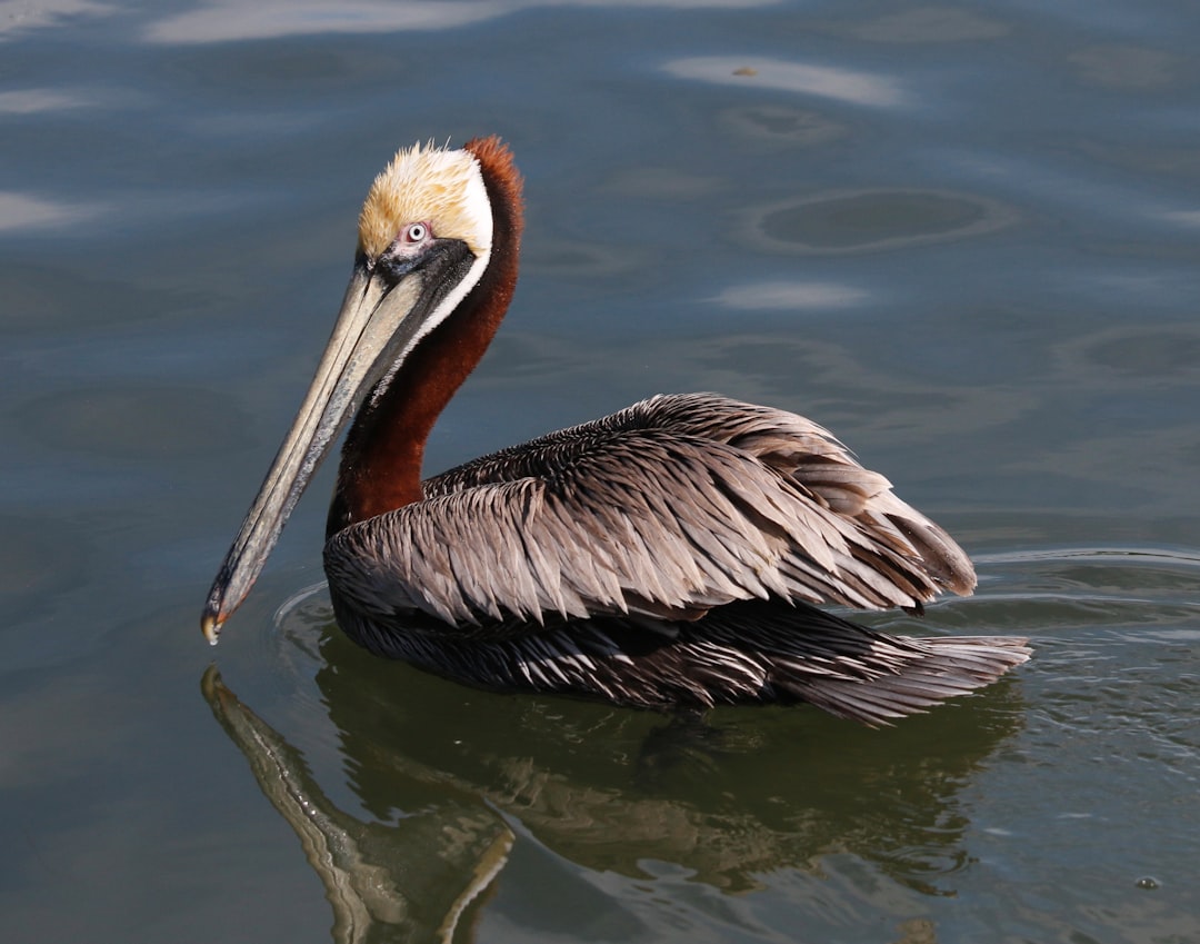 a bird in the water,