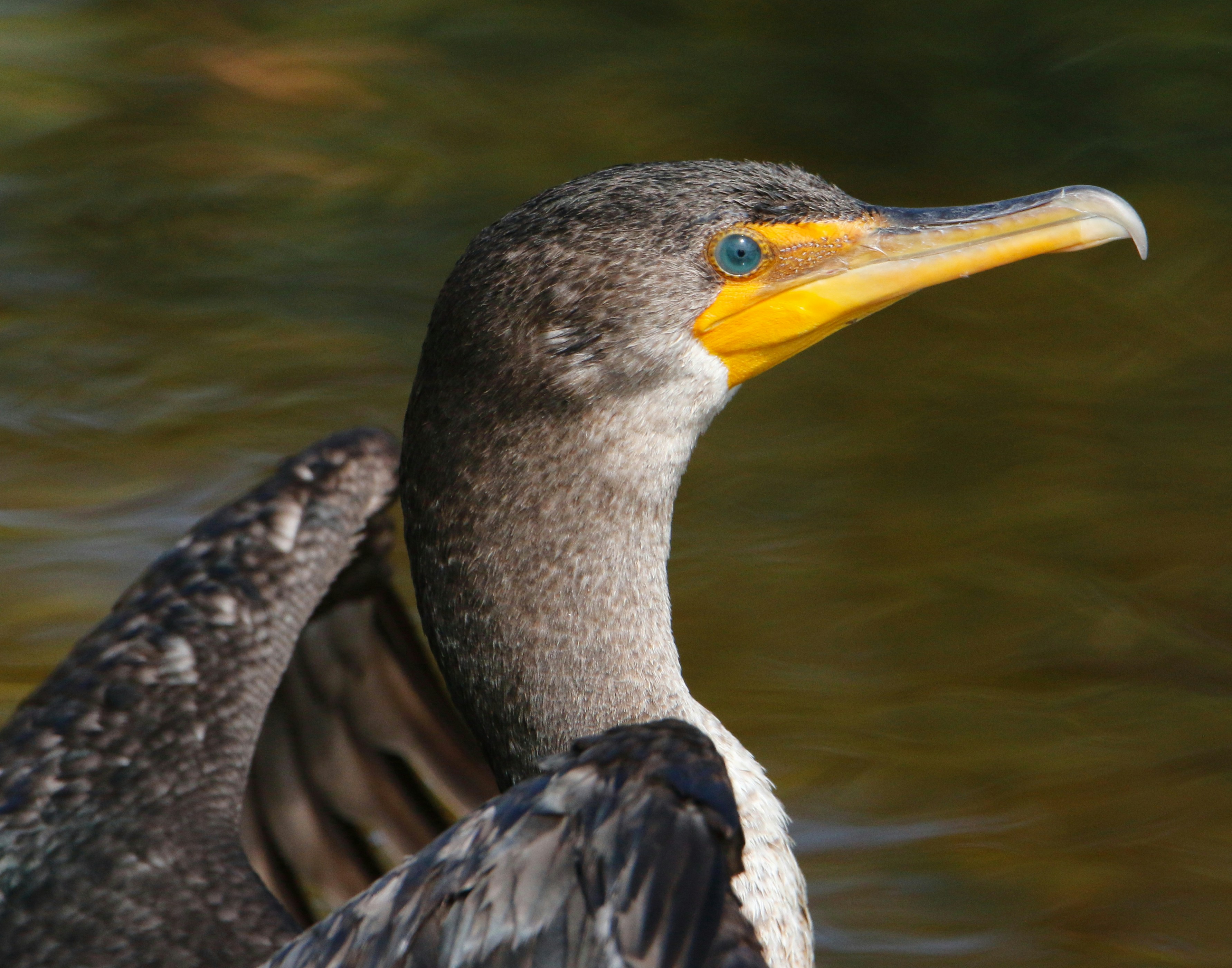 Photo by goldenplover31