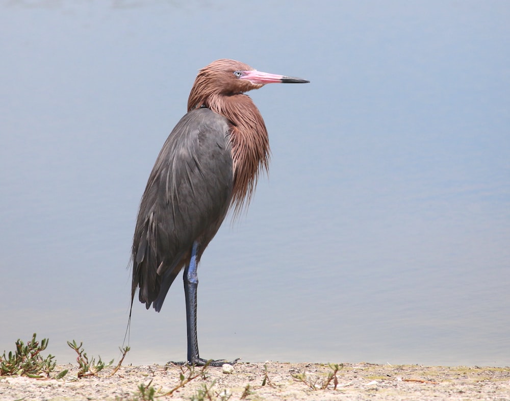 a bird standing on a beach