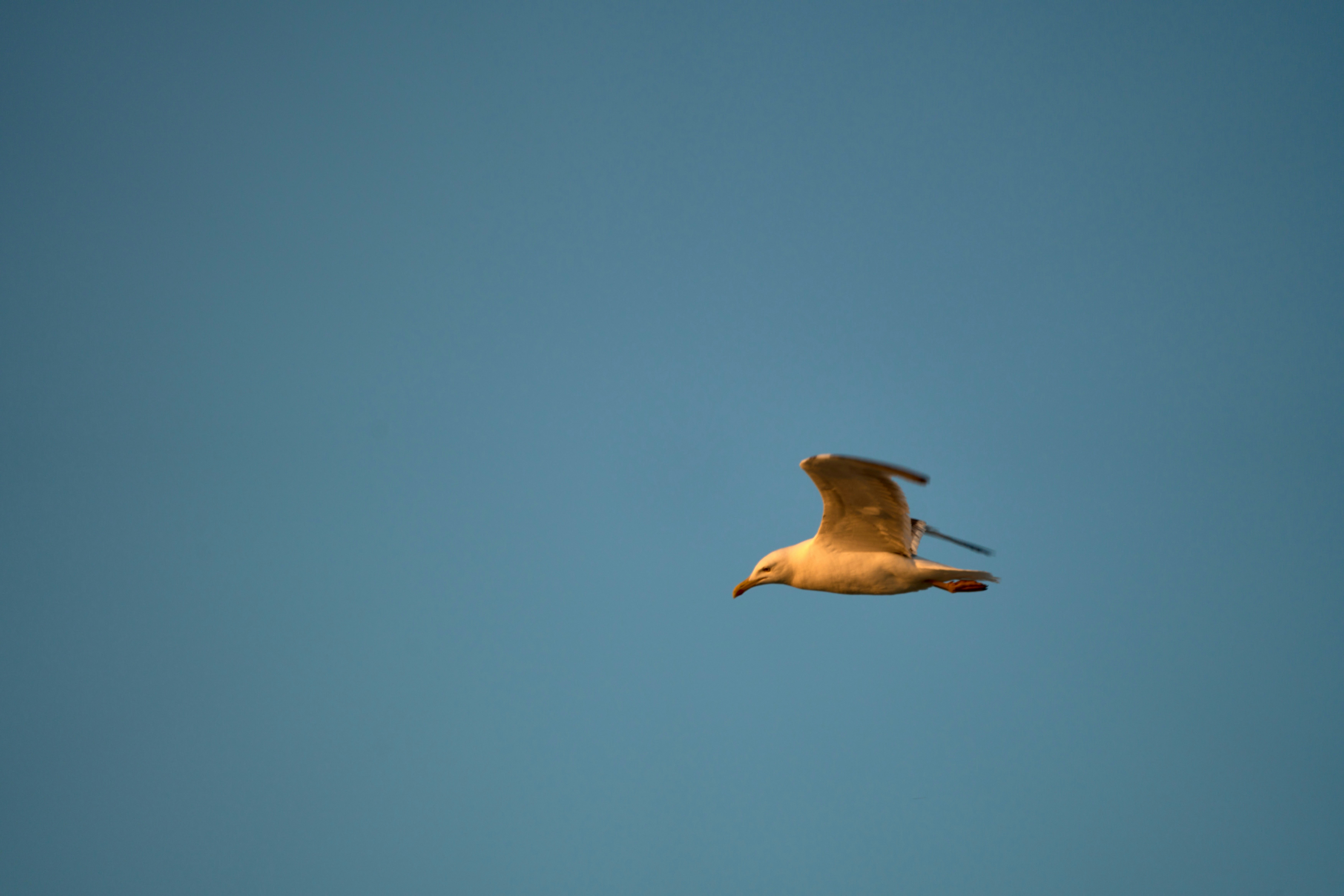 Photo by wolfgang_hasselmann